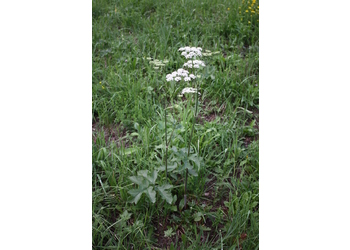 Wiesen Bärenklau (Heracleum sphondylium) - © Emanuel Trummer